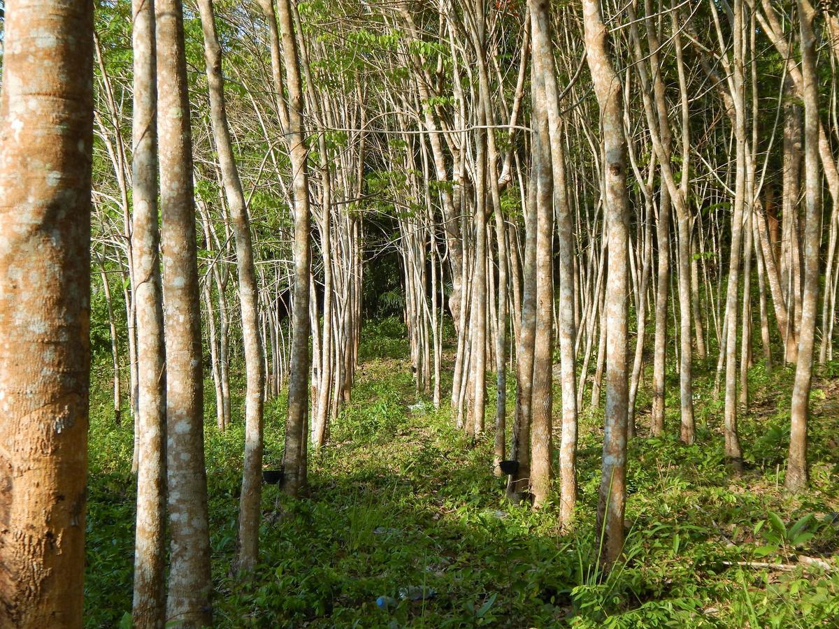 Rubber Tree Resort Ко-Ланта Екстер'єр фото